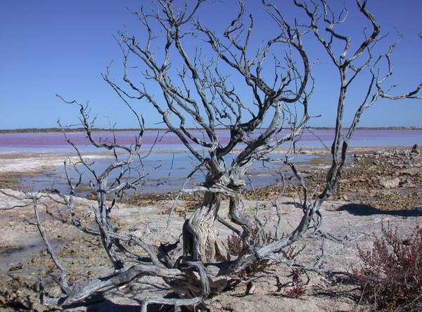 Hutt Lagoon (Pink Lake)